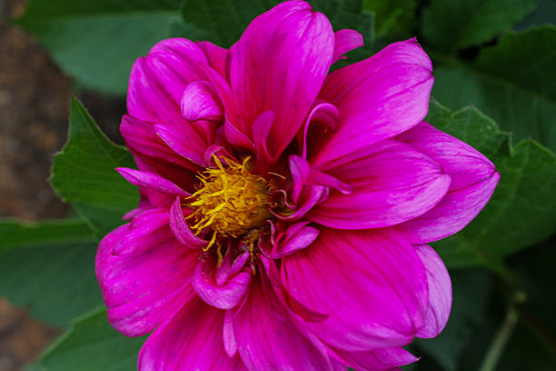 Flowers, plants and fruits in the Brazilian Cerrado and Atlantic Forest