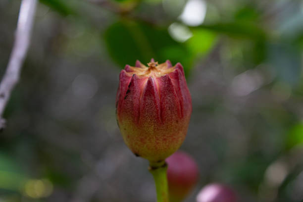 Flowers, plants and fruits in the Brazilian Cerrado and Atlantic Forest