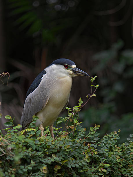 istock Bird known as Black-crowned Night-Heron (Nycticorax nycticorax), perched among vegetation. 2207859958