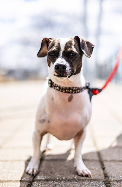 istock Adorable Small Dog Outdoors on a Sunny Day with a Red Leash 2207860147