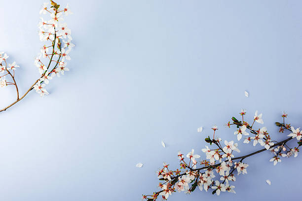 istock Cherry blossom branches with white petals on light purple background. Top view, flat lay, copy space 2207860992