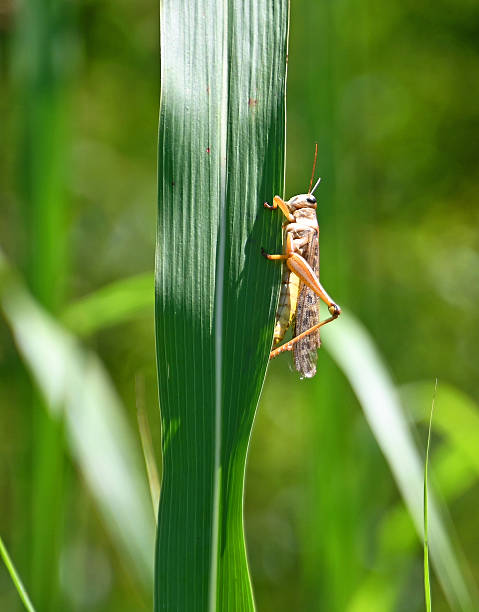 istock Grasshopper on a blade of grass 2207861418