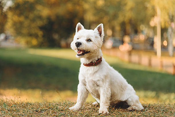 istock dog walks in park 2207863170