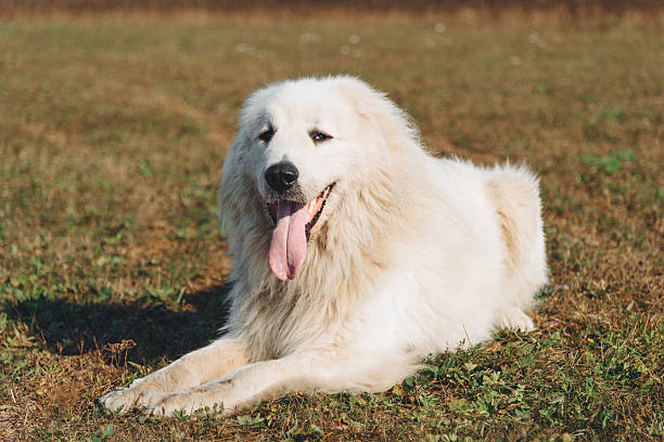 istock dog walks in field 2207863180