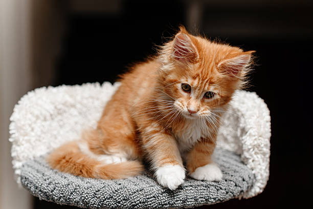 istock ginger Maine-Coon kitten playing at home 2207863488
