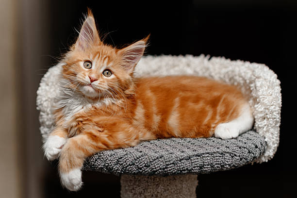 istock ginger Maine-Coon kitten playing at home 2207863489