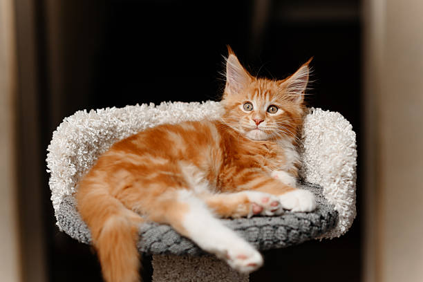 istock ginger Maine-Coon kitten playing at home 2207863491