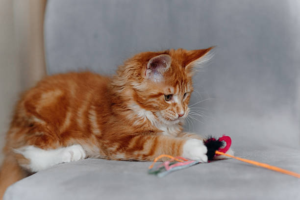 istock ginger Maine-Coon kitten playing at home 2207863493