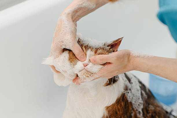 istock smoky cat washing in white bath 2207863631