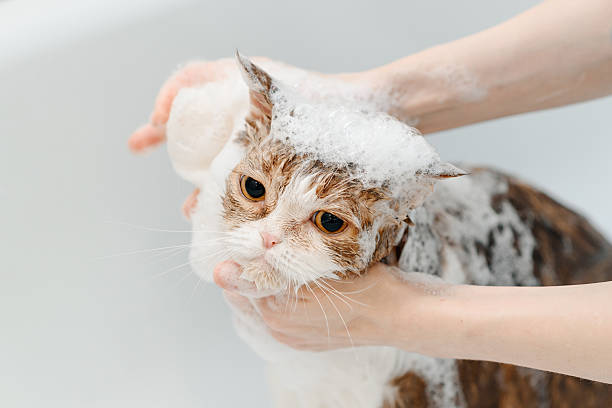 istock smoky cat washing in white bath 2207863632