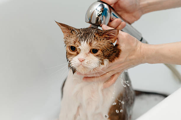 istock smoky cat washing in white bath 2207863635