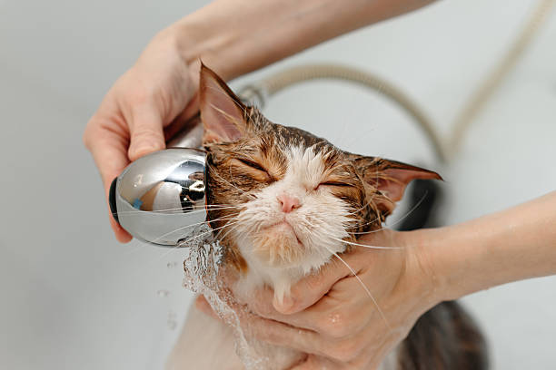 istock smoky cat washing in white bath 2207863639