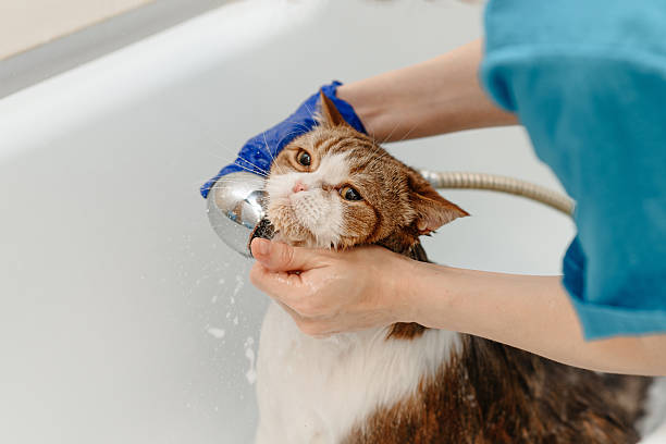 istock smoky cat washing in white bath 2207863640