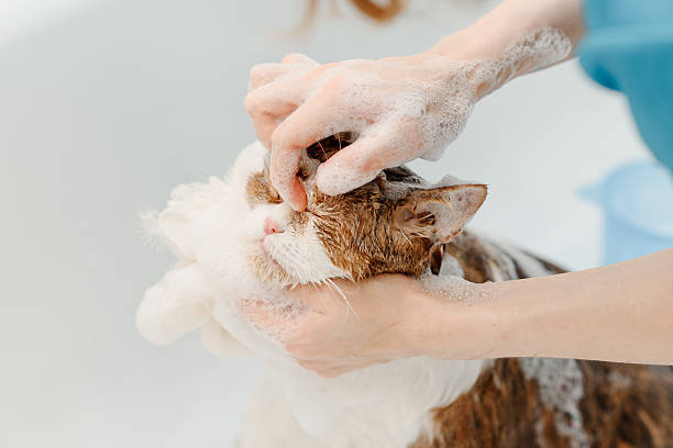 istock smoky cat washing in white bath 2207863641