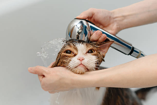 istock smoky cat washing in white bath 2207863642