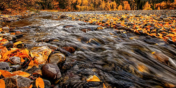istock Fall Scenic, flowing stream through fallen aspen leaves 2207864875
