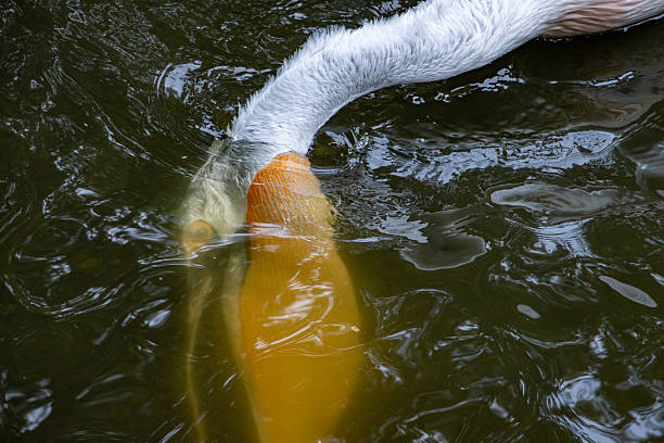 The Dalmatian pelican (Pelecanus crispus) with his head under water
