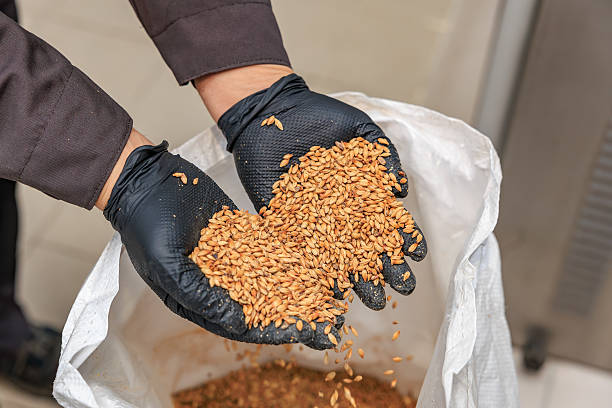Gloved hands holding wheat grains in sack.