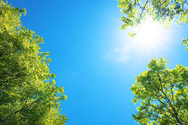 istock View to blue sky with sunbeams through treetops 2207866605