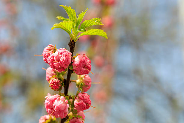 Pink flowers on a tree branch with a blue sky in the background. The flowers are small and clustered together