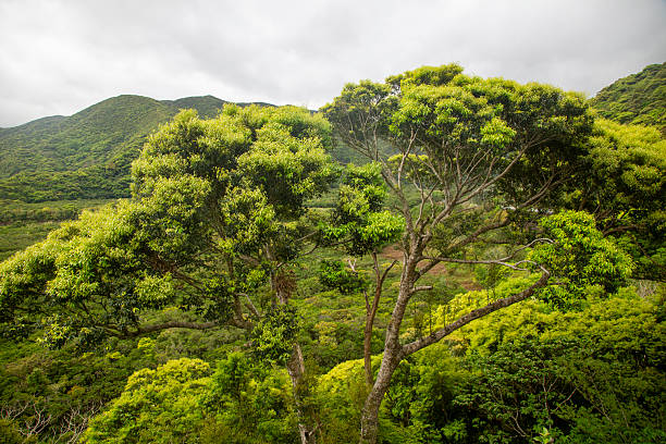 istock The creative nature of Amami Oshima 2207869938