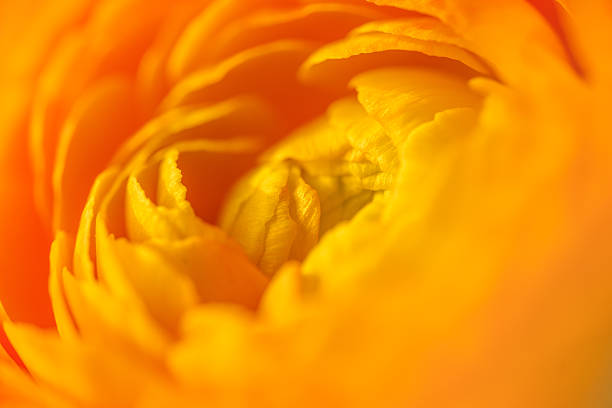 Vibrant macro of yellow ranunculus flower in soft focus