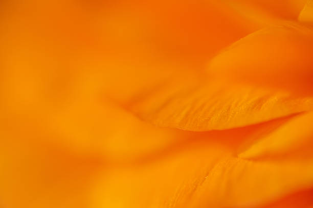Soft abstract macro of orange ranunculus petals
