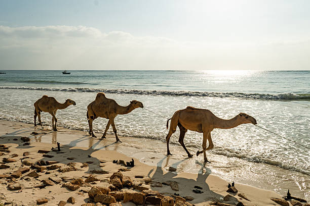 istock White proud camel resting on the Egyptian beach. Camelus dromedarius. Summertime outdoors. 2207871493