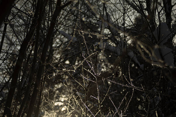 Light through the trees. Rays of light in the forest. Frost on the branches. Icy forest.
