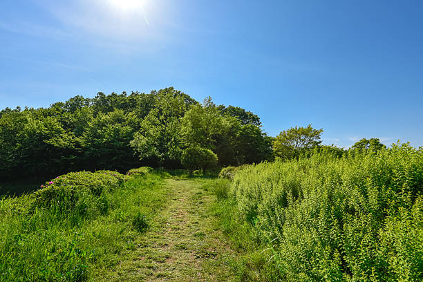 A path on a sunny day. Blue skies and fresh green trees and grass.
