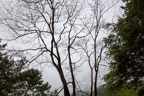 The creative nature of Amami Oshima