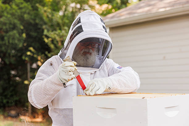 istock Cutting wax in beehive frames. Senior Latino beekeeper works in backyard apiary. 2207874214