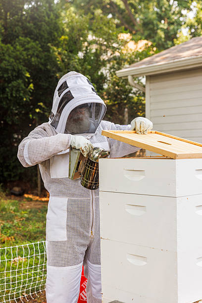 istock Inspecting beehive frames in backyard. Senior Latino man manages apiary, smoking bees in full protective gear. 2207874215