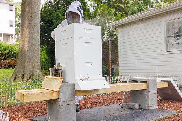 Beekeeper in protective gear tends to a white beehive on a wooden stand supported by concrete blocks. Mulch covers the ground beneath. Residential building and trees in the background indicate a small-scale, urban or suburban beekeeping operation. The scene showcases sustainable, local honey production and the growing trend of backyard beekeeping.