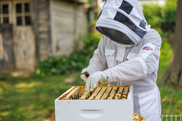 istock Cutting wax from hive frames. Senior beekeeper tends to backyard hives in protective gear. 2207874222