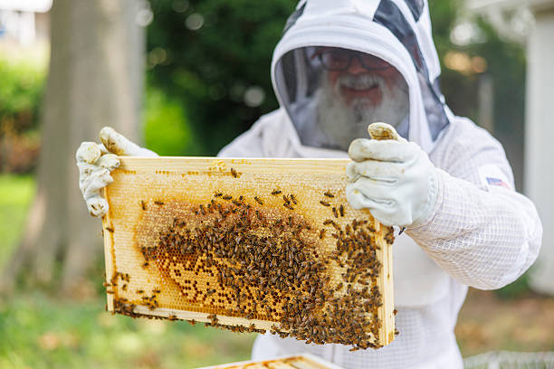 istock Honey production. Glad senior Latino man examines honeycomb in backyard apiary. 2207874232