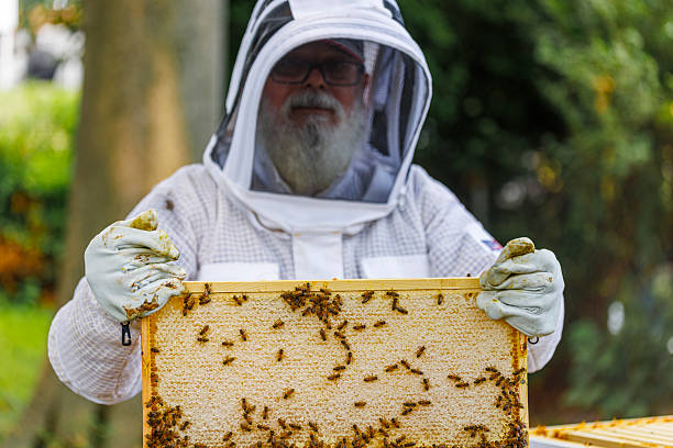 istock Honey frames inspection underway. Senior Latino beekeeper showing frame in backyard apiary in New Jersey. 2207874240