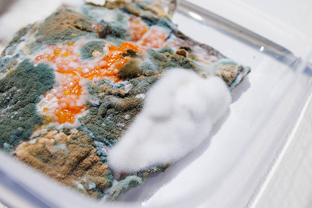 Spoiled food. Slice of rotten salmon, covered with mold in plastic container.