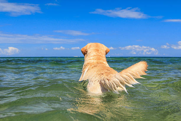 A Labrador standing in the sea, gazing into the distance. Calm and peaceful, it captures the essence of freedom and harmony with nature. A perfect moment for dog and nature lovers.
