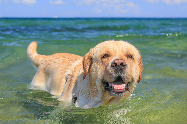 istock Labrador swimming in the sea 2207876670
