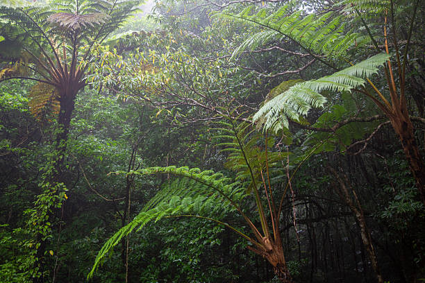 istock Amami Oshima's creative nature, fern forest, a World Heritage site 2207876971