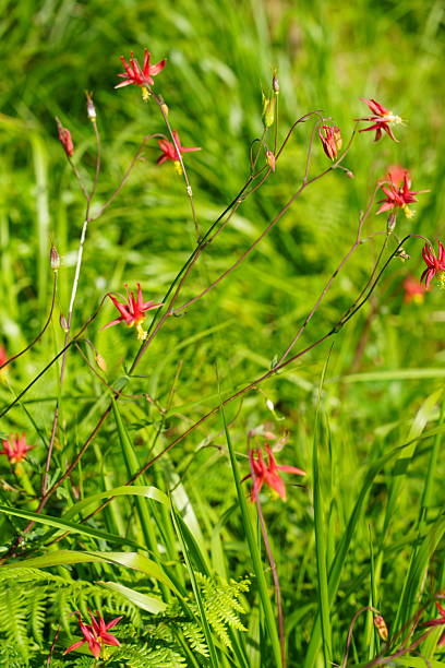 istock Native California Fuchsia 2207878563