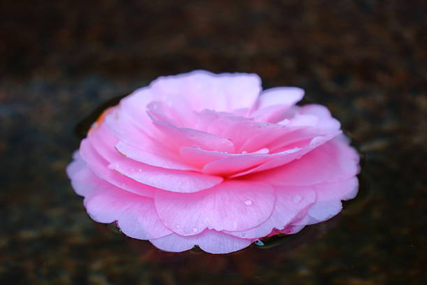 Camellia japonica / Japanese camellia Flower