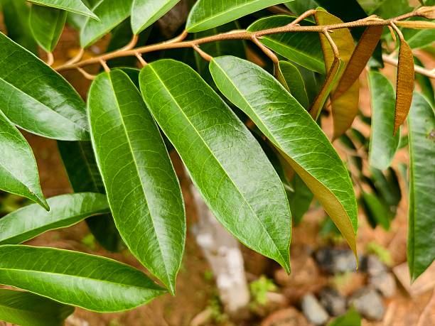 istock durian leaf (Durio zibethinus) in tropical nature borneo 2207880888