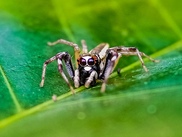 istock Jumping Spider (Telamonia dimidiata, Salticidae)Selective focus of a resting and crawling on a green leaf. 2207883612