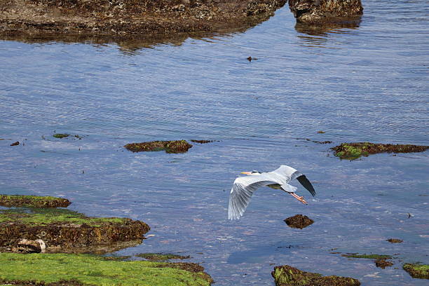 istock Heron flying above mossy rocky beach 2207883649
