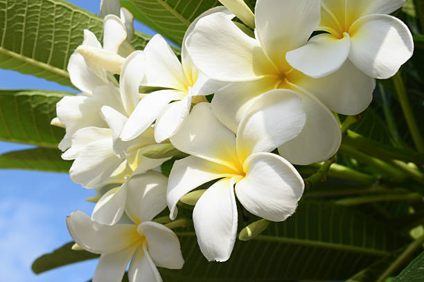 istock beautiful white frangipani flower blooming in springtime, natural background 2207887565