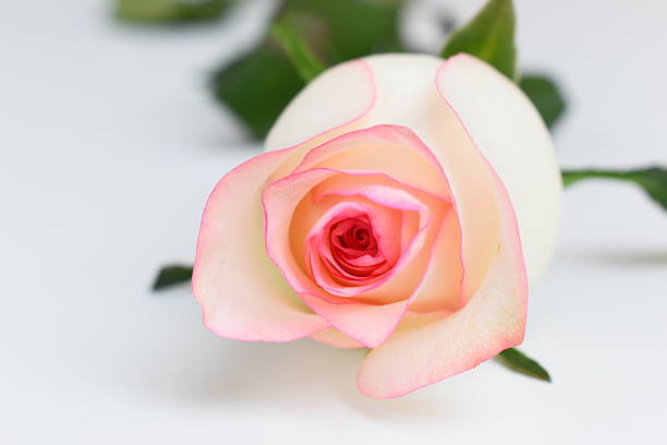 Close-up of a pink rose with dewdrops