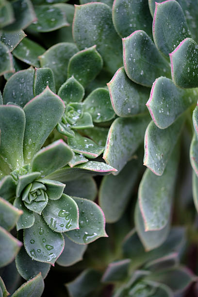 istock Green Echeveria Plants - Color Portrait Format 2207891317
