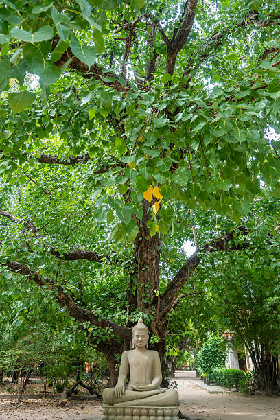 A beautifully tranquil Buddha statue is surrounded by lush vibrant greenery and stunning natural beauty all around